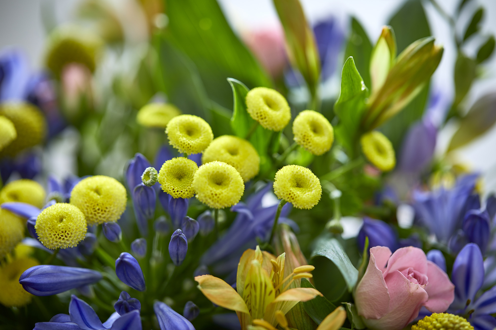 Send blomster til Esbjerg Send blomster til Esbjerg